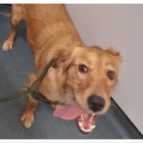 Star, a one-year-old golden retriever, was removed from the property.