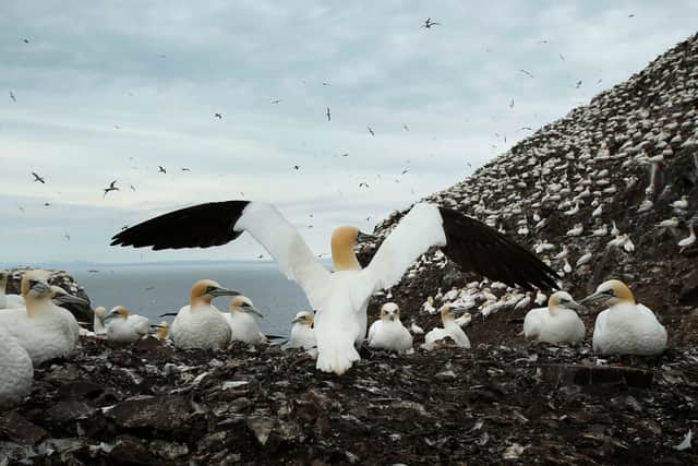A revised limit for how many birds could be taken in 2025 was made to safeguards the sustainability of the Sula Sgeir gannet population