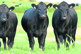 Black Aberdeen Angus 