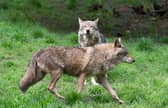 There have been calls for the reintroduction of large predators like wolves from some quarters (Picture: Thomas Kienzle)