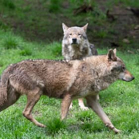 There have been calls for the reintroduction of large predators like wolves from some quarters (Picture: Thomas Kienzle)