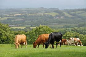 Bluetongue known as BTV-3, which emerged in the Netherlands in September 2023, was first identified in Scotland last week. 