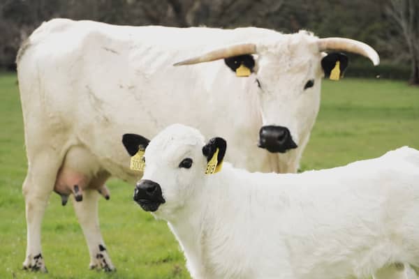 The Cadzow white park cattle herd in East Lothian 