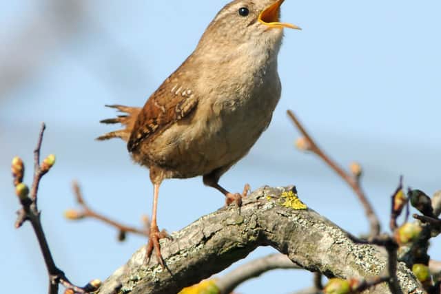 A typical wren weighs between seven and ten grams