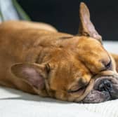 Some dogs are just as happy napping on the couch as they are heading out on adventures.