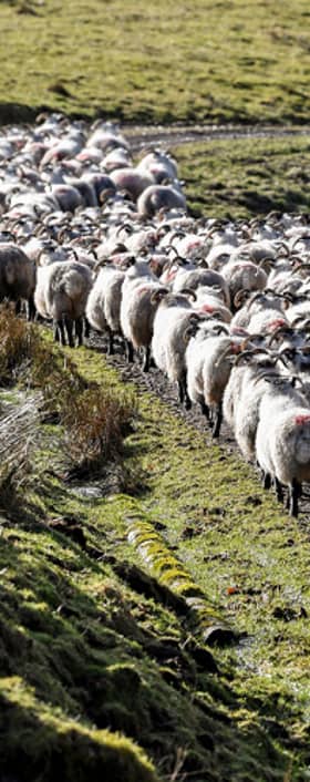 Scottish Government agricultural policies need to recognise the importance of livestock (Picture: Jeff J Mitchell)