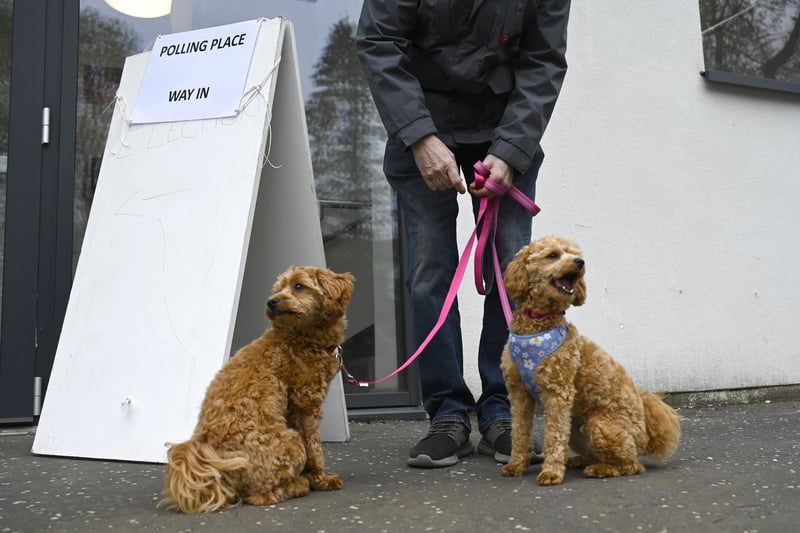 Dogs at Polling Stations 2026: Here are 16 amazing pictures of dogs ...