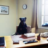 The Dobermann is one of the world's most intelligent dogs - although we doubt one could hold down an office job for long.