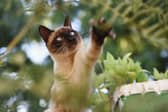 Energetic breeds of cat like the Siamese are always looking for adventures.