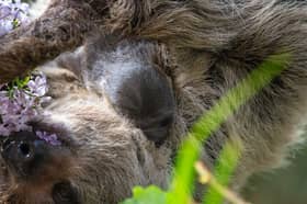 Scotland’s first-ever baby sloth born at Edinburgh Zoo.