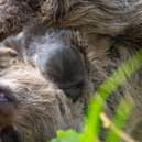 Scotland’s first-ever baby sloth born at Edinburgh Zoo.