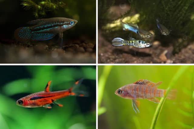 Tropical Fish For Small Tanks 2026: Here are 11 colourful fish happy to ...