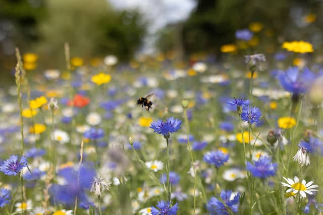 A bumblebee collects pollen in a wildflower meadow (Picture: Dan Kitwood)