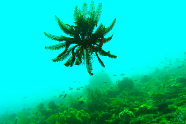 The head of a palm tree floats across the reef off the coast of Timor-Leste, February 2006