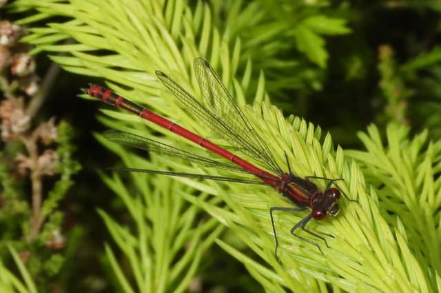 Numbers of endangered large red damselflies are set to increase following conservation work at Castle Fraser in Aberdeenshire. PIC: NTS