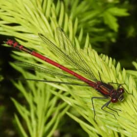 Numbers of endangered large red damselflies are set to increase following conservation work at Castle Fraser in Aberdeenshire. PIC: NTS


