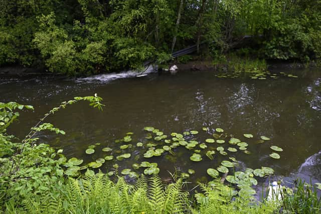 Water lily pads in the Forth & Clyde Canal beside the Kelvin Aqueduct
