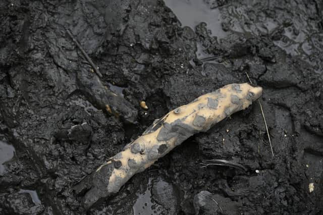 One of the water lily roots found in the Kelvin Aqueduct