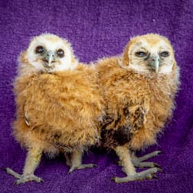 Two four-week-old mottled owl chicks born at Scottish Owl Centre, West Lothian.