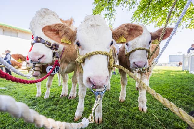 Cows on display at a previous Royal Highland Show.