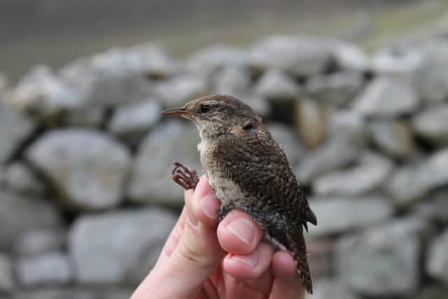 A wren found on St Kilda