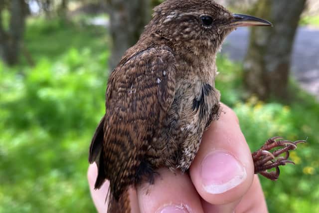 A wren found on Shetland