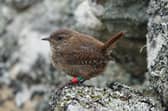 A juvenile St Kilda wren with colour-rings   