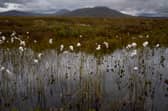 Scotland contains about two-thirds of the UK's peatlands (Picture: Jeff J Mitchell)