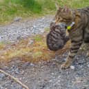Wildcat mother and kitten.
