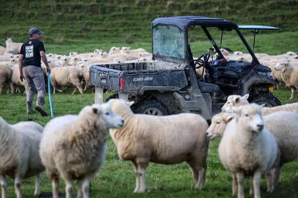 Farming in Auckland, New Zealand 