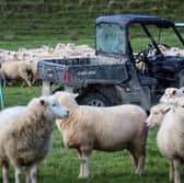 Farming in Auckland, New Zealand 