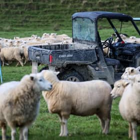 Farming in Auckland, New Zealand 