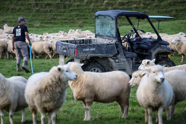 Farming in Auckland, New Zealand