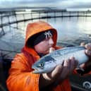 A worker holding up a farmed salmon