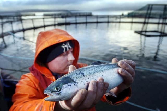 A worker holding up a farmed salmon