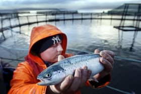 A worker holding up a farmed salmon