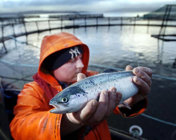 A worker holding up a farmed salmon