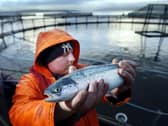 A worker holding up a farmed salmon
