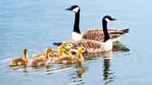 A family of Canadian Geese out on Lanark Loch