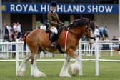 Clydesdale horses are shown during the 240th Royal Highland Show at the Royal Highland Centre on June 18, 2026 in Edinburgh, Scotland.