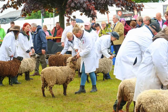 Friday was another big livestock day at the Royal Highland Show, with hundreds of animals shown before the judges