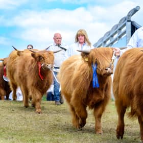The Grand Parade of Royal Highland Cows was a highlight of Saturday at Ingliston