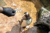 McGinn will stand out from the other penguins at Edinburgh Zoo with a blue and white armband.
