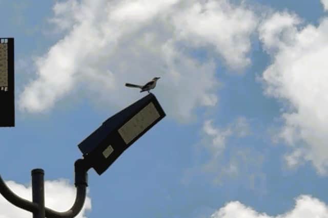 I spotted first first mockingbird when on the 42-hour Greyhound bus journey from Boston to Miami