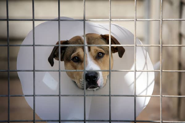 Scotland is a nation that cares profoundly about animals and overwhelmingly expects its government to protect them by law (Picture: Christopher Furlong)