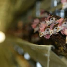 Honest food labelling helped free vast numbers of caged battery hens from a miserable life (Picture: Viktor Drachev)