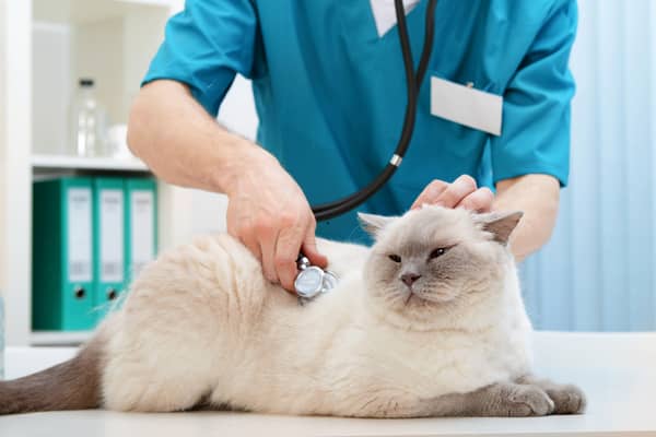 Some cats are more likely to need regular trips to the vet than others.