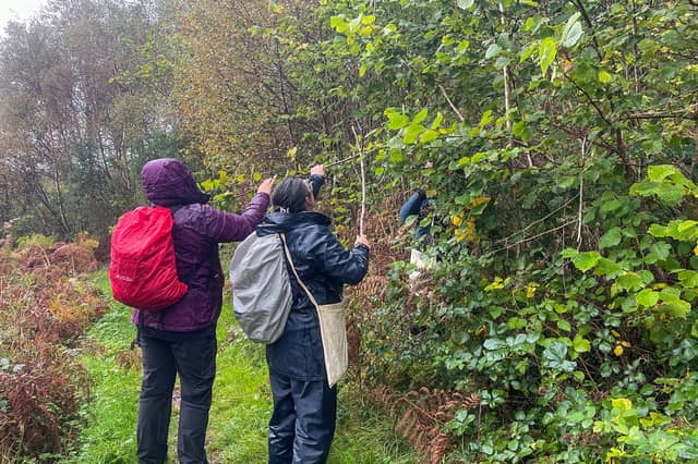 Collecting hazelnuts