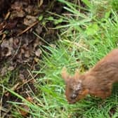 A case of deadly squirrelpox has been confirmed in red squirrels in Clackmannanshire. 