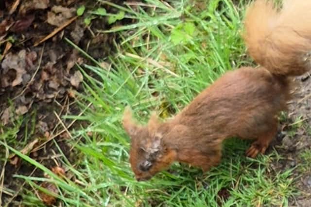 Sick red squirrel